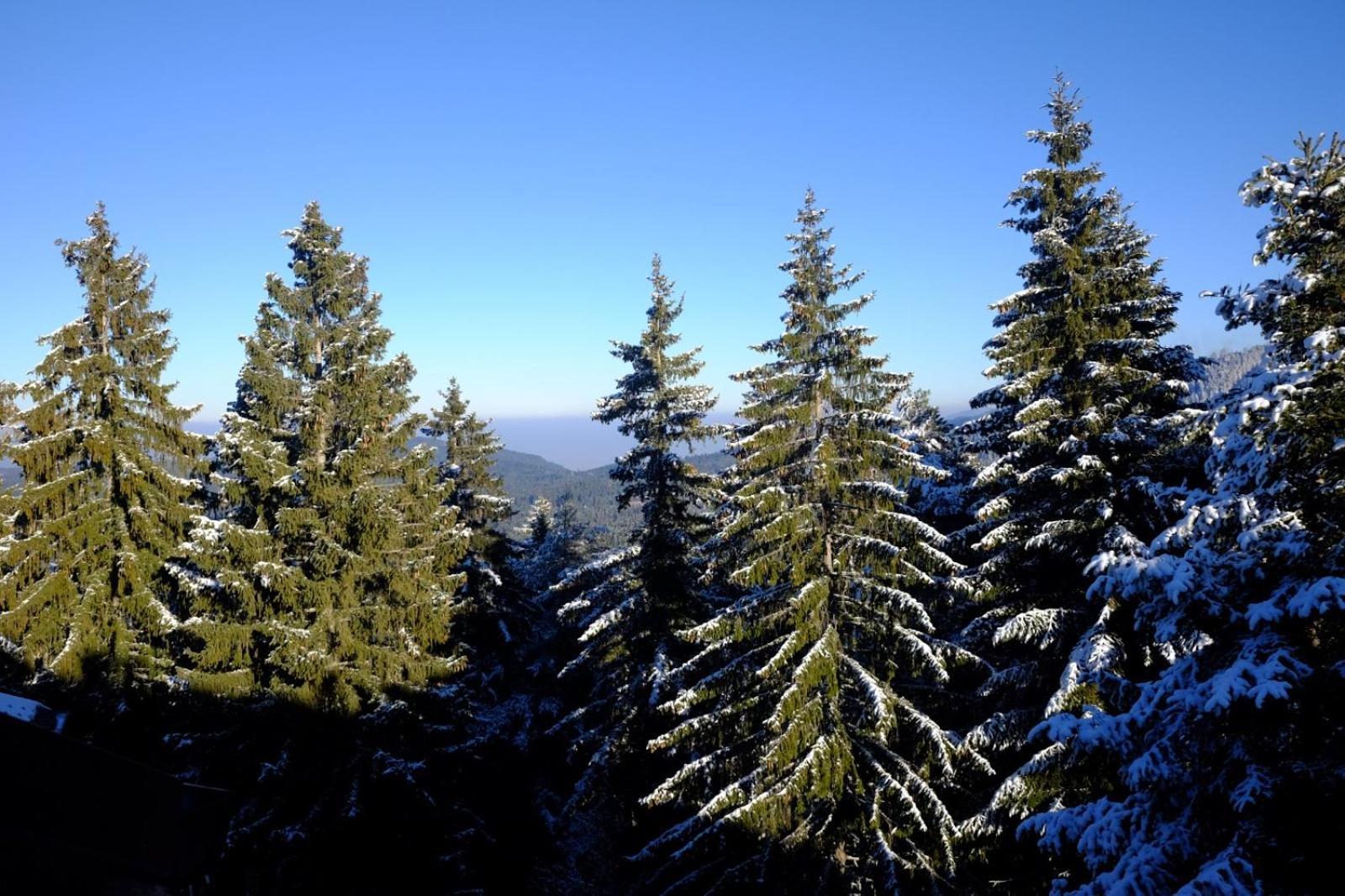 Your Place Borovets Exteriör bild